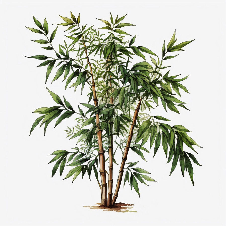 Bamboo Tree Print