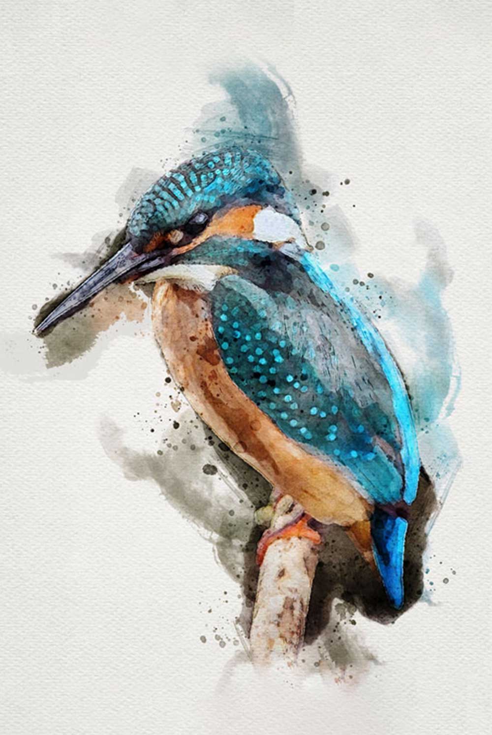 Kingfisher Bird