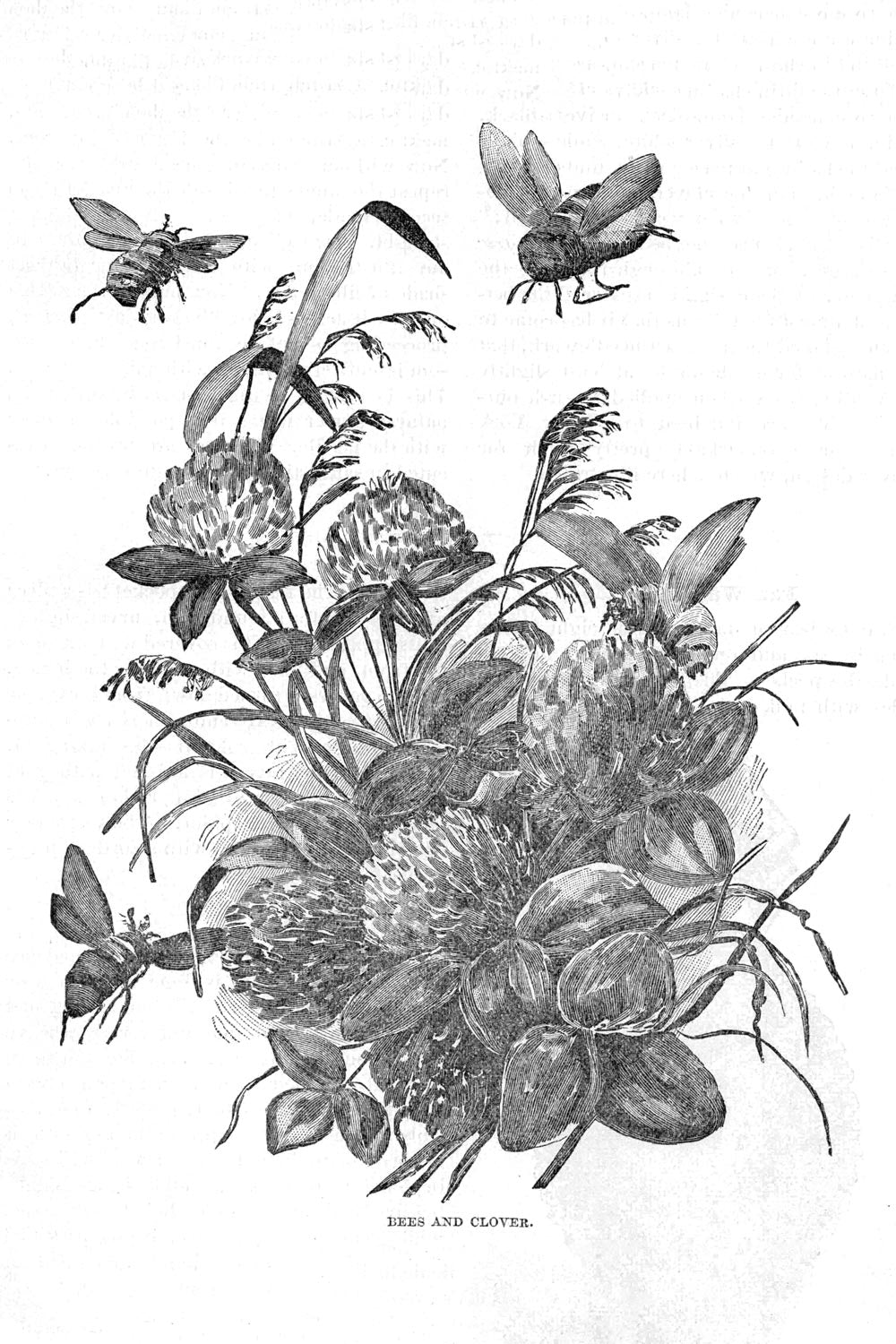 Victorian Black & White Botanical