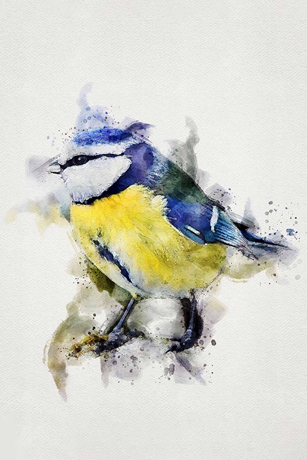 Eurasian Blue Tit Bird