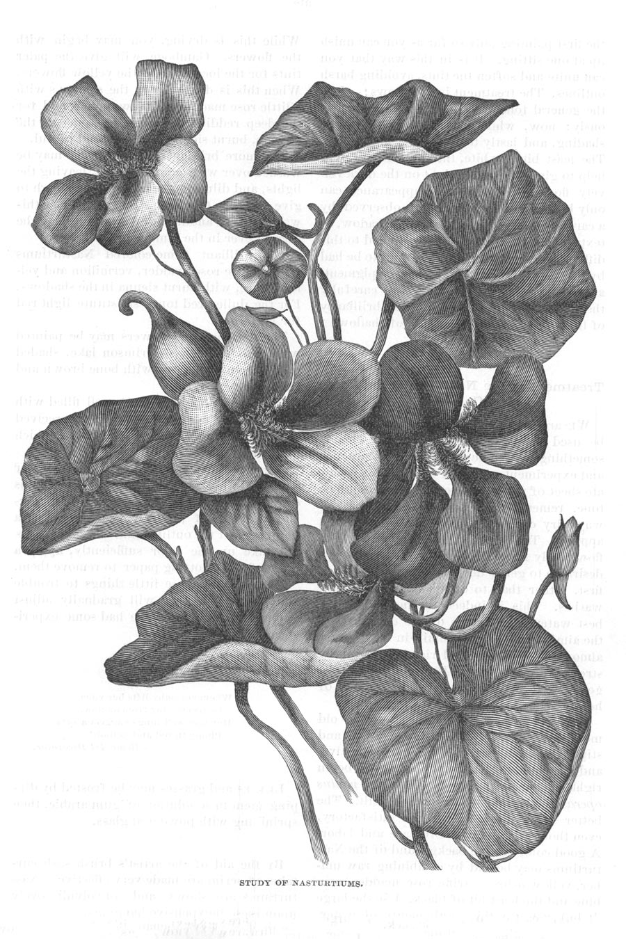 Victorian Black & White Botanical