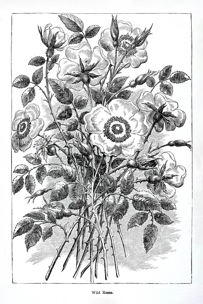 Victorian Black & White Botanical