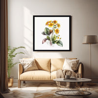 primula-flower