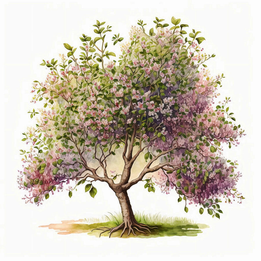 Apple tree in bloom Print