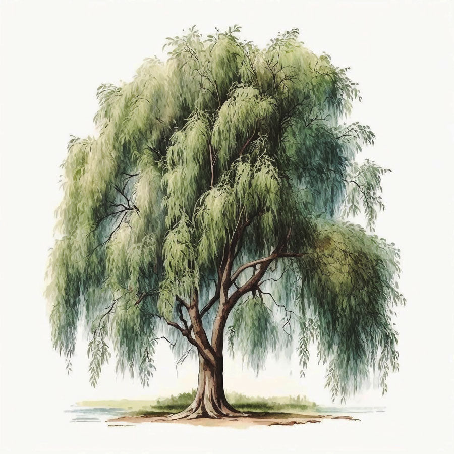 Willow Tree Print