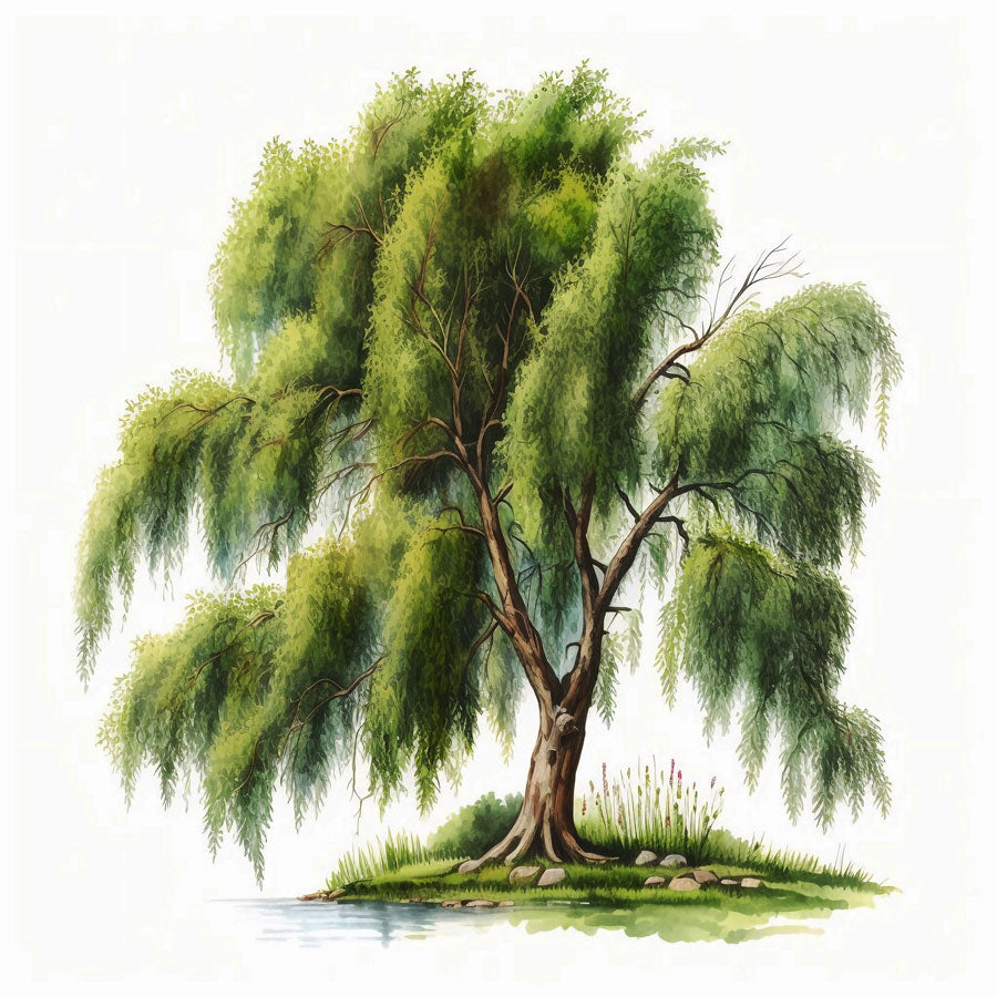 Willow Tree Print