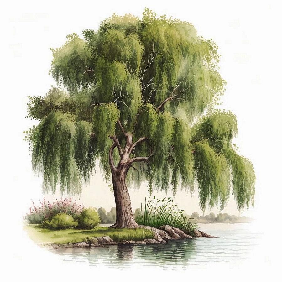Willow Tree Print