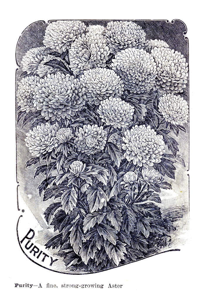 Victorian Black & White Botanical