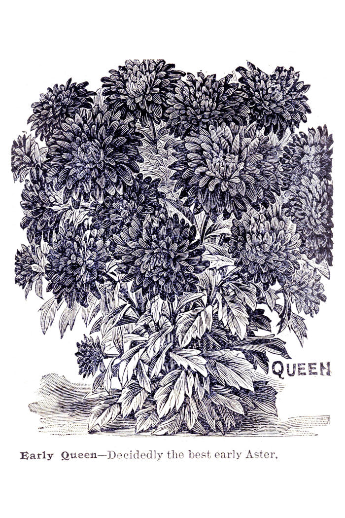 Victorian Black & White Botanical