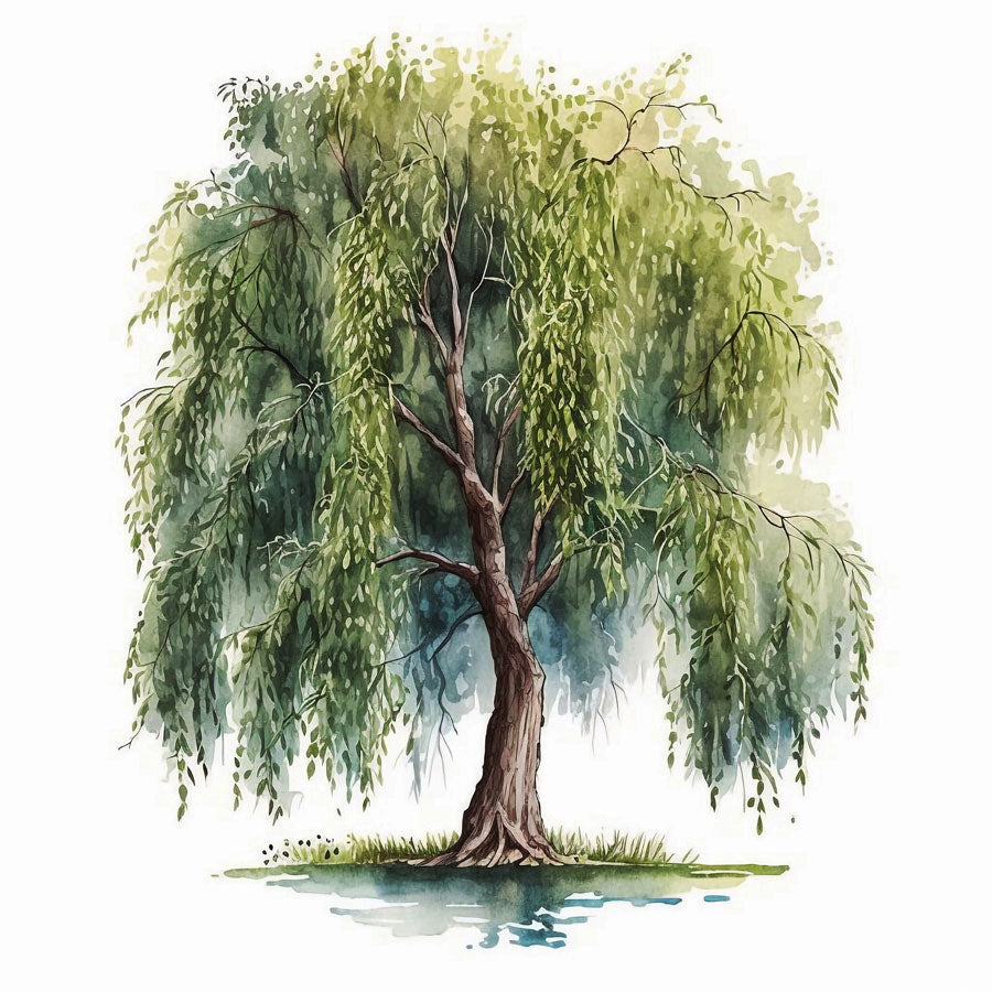 Willow Tree Print