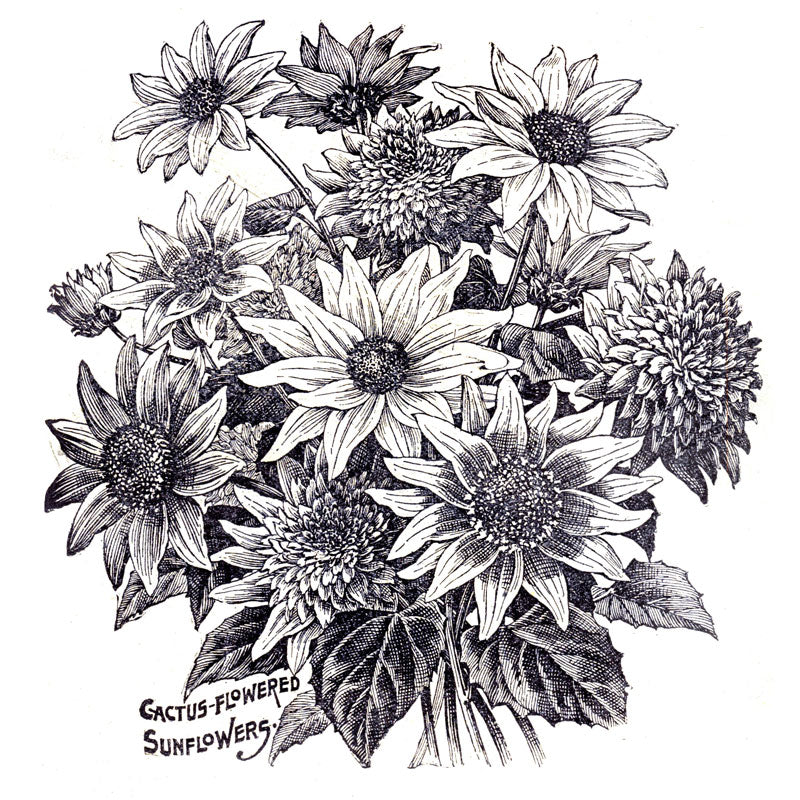 Victorian Black & White Botanical