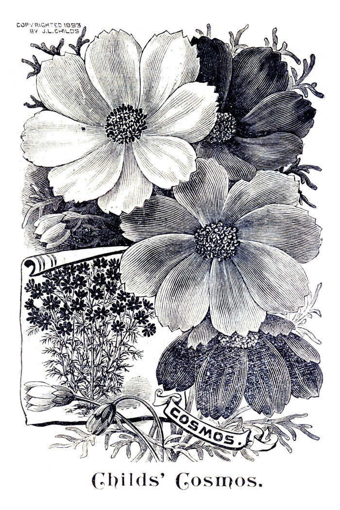 Victorian Black & White Botanical