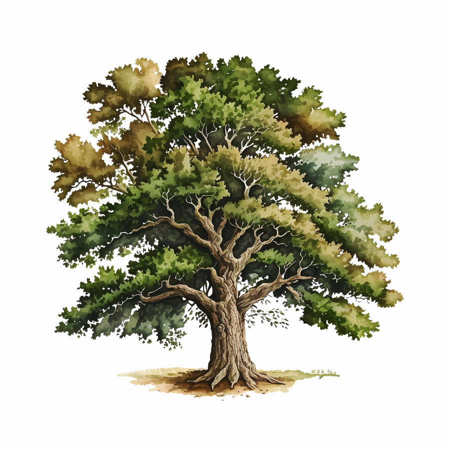 Majestic Oak Tree Print