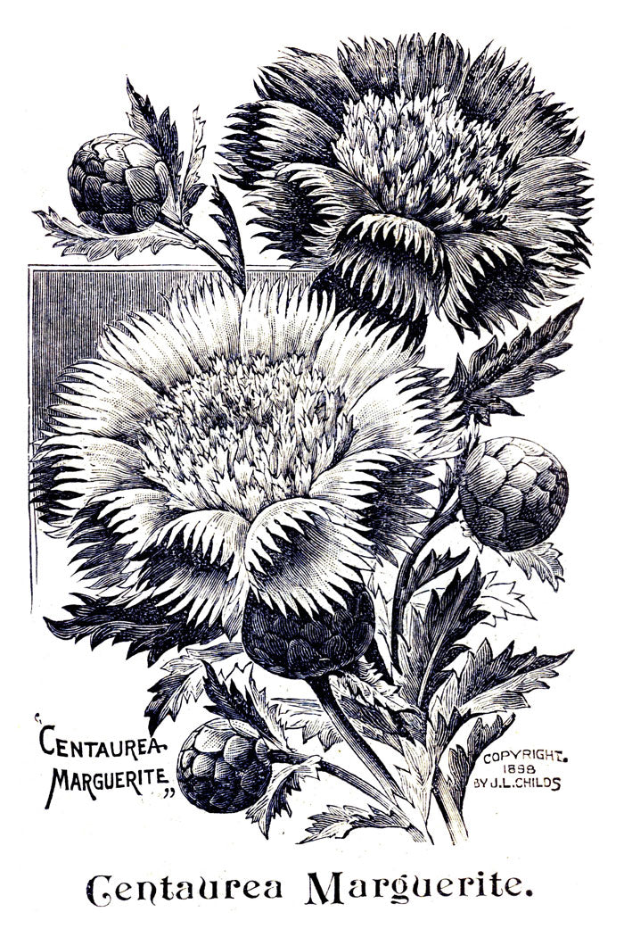 Victorian Black & White Botanical