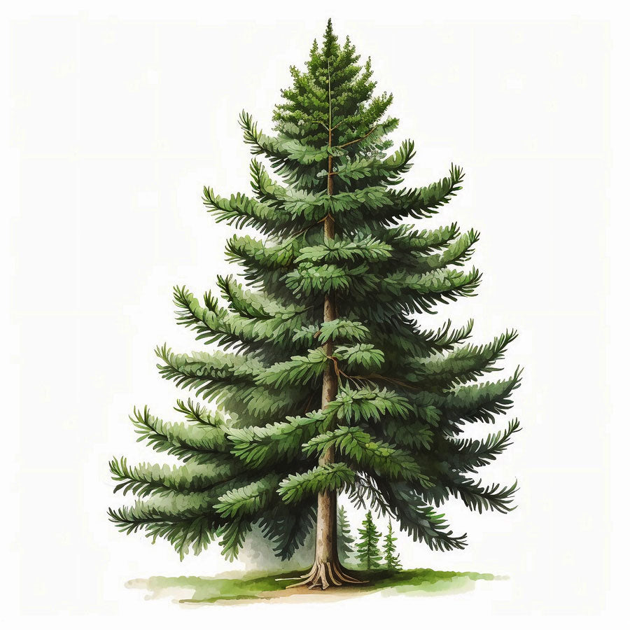 Spruce Pine Tree Print