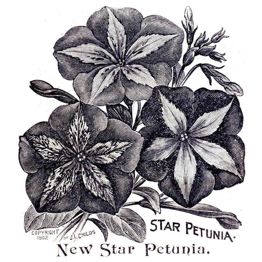 Victorian Black & White Botanical