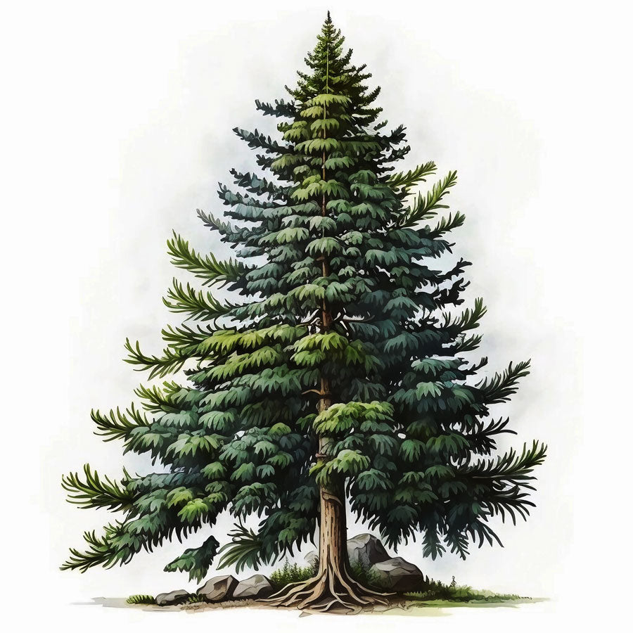 Spruce Pine Tree Print