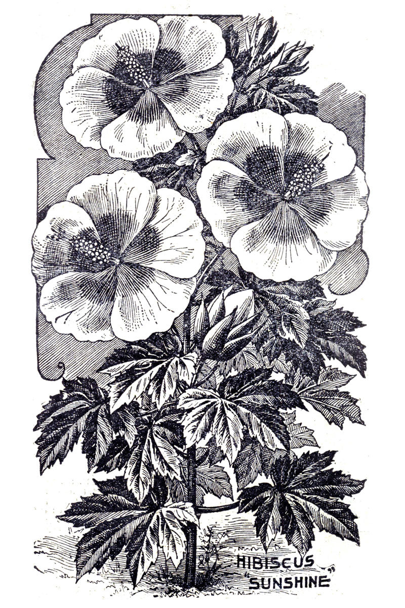 Victorian Black & White Botanical