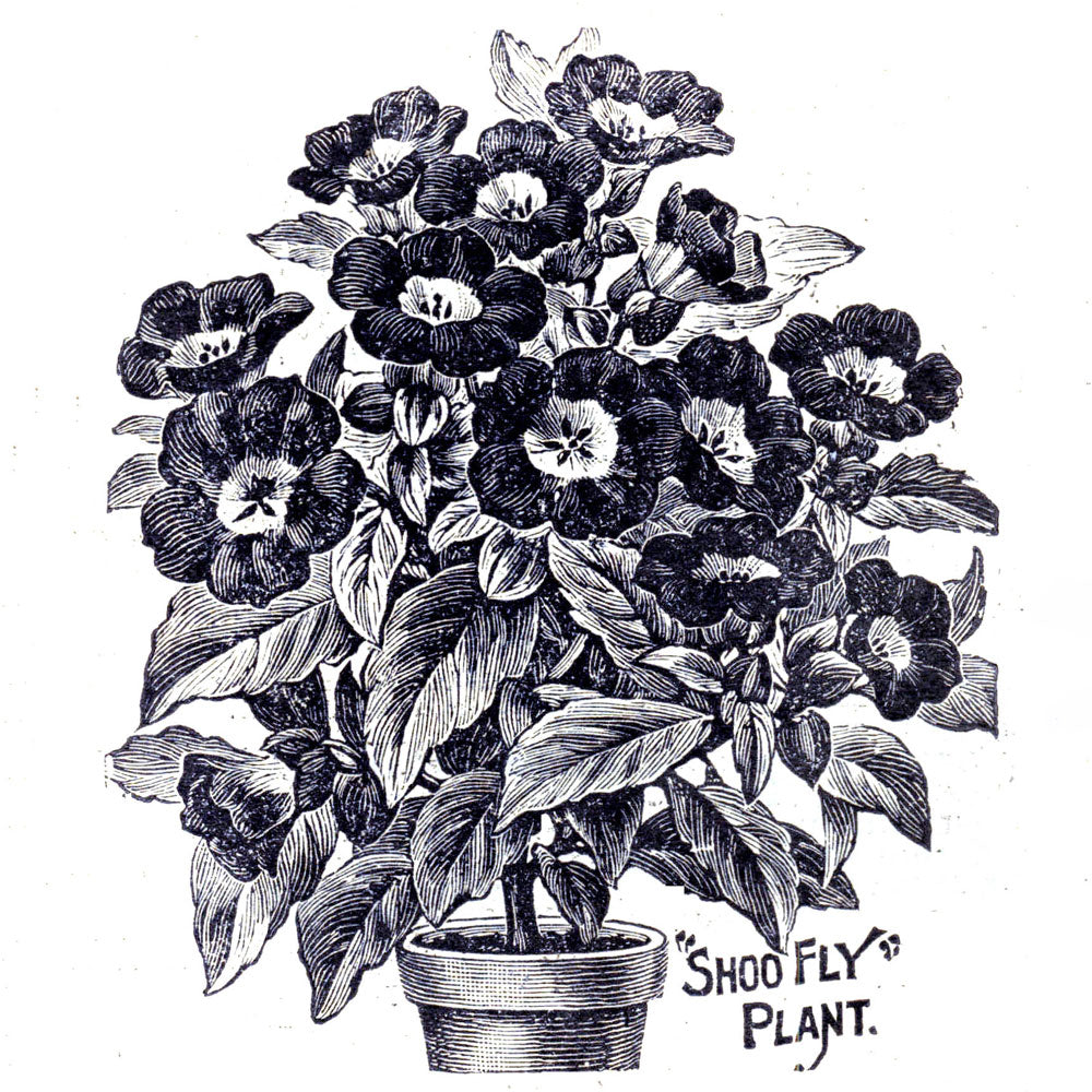 Victorian Black & White Botanical