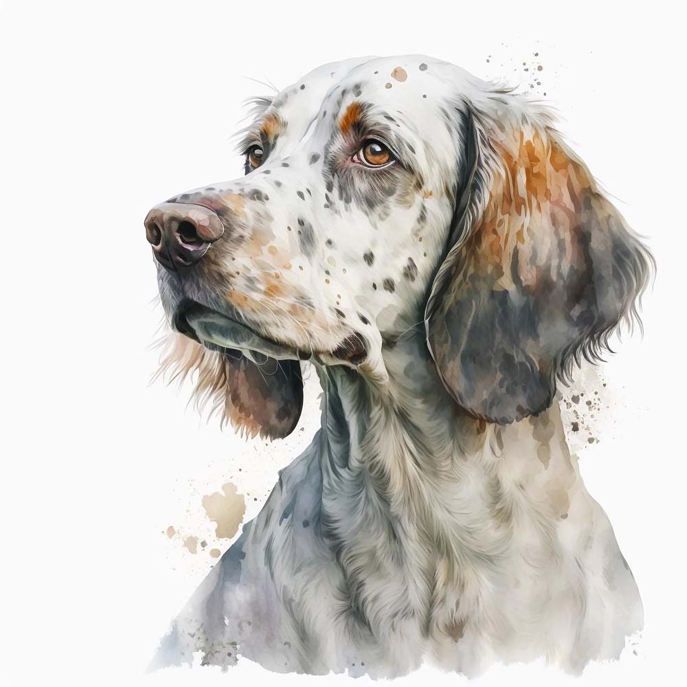 English Setter Dog Print