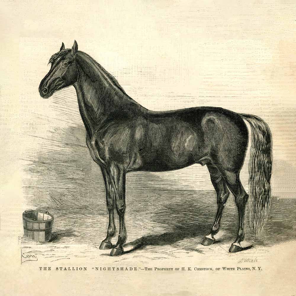 'Nightshade' The stallion Vintage Horse