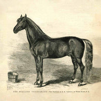 nightshade-the-stallion-vintage-horse
