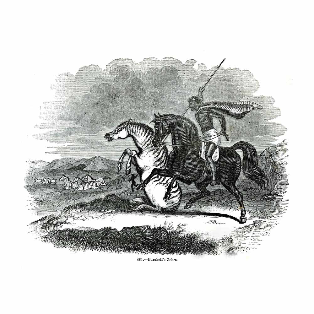 Vintage Black & White Horse