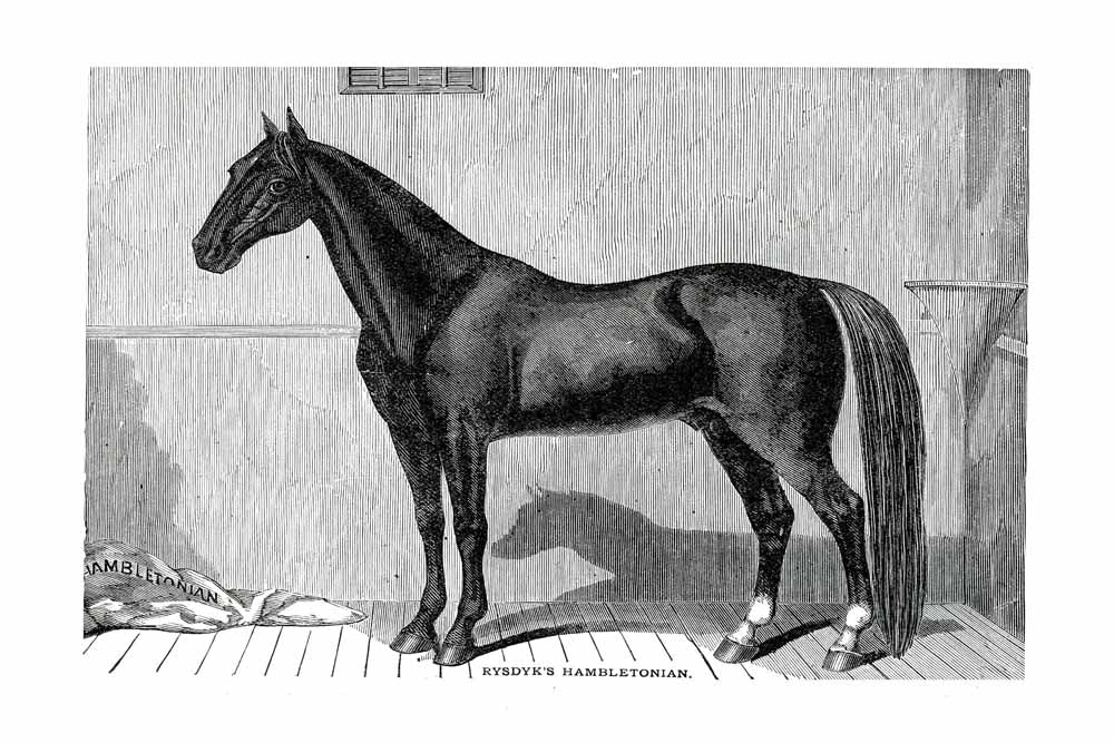 'Rysdyk Hambletonian' Vintage Black & White Horse