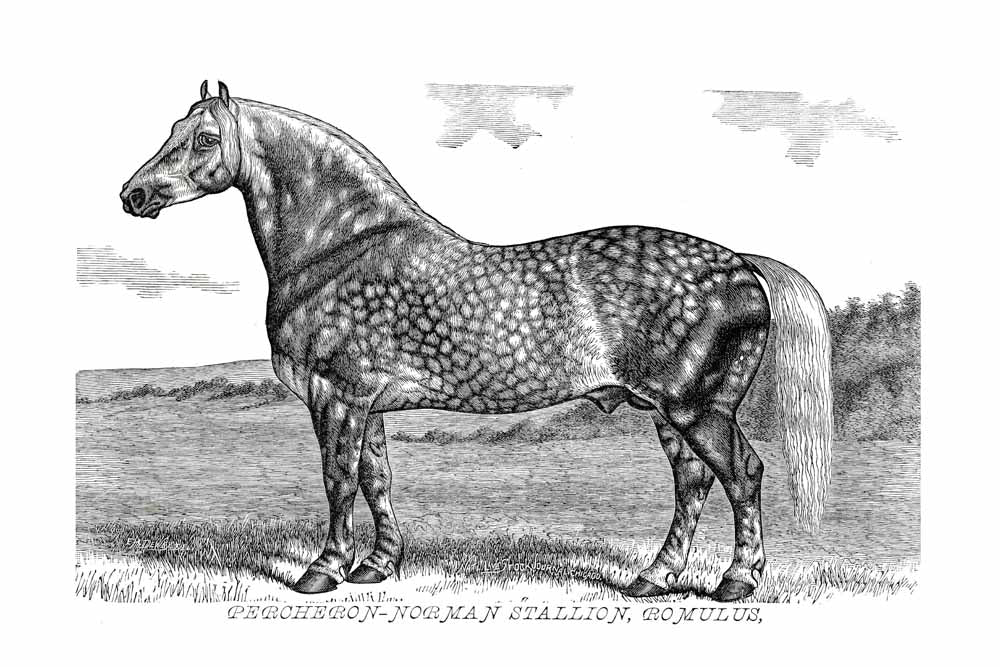 'Percheron Norman Stallion' Vintage Black & White Horse