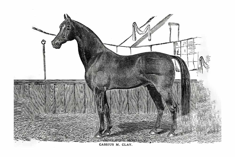 'Wallace's Monthly' Vintage Black & White Horse