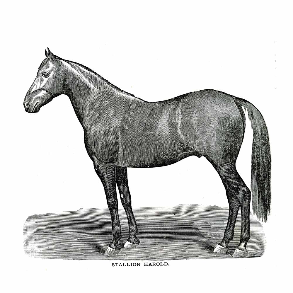 'Stallion Harold' Vintage Black & White Horse