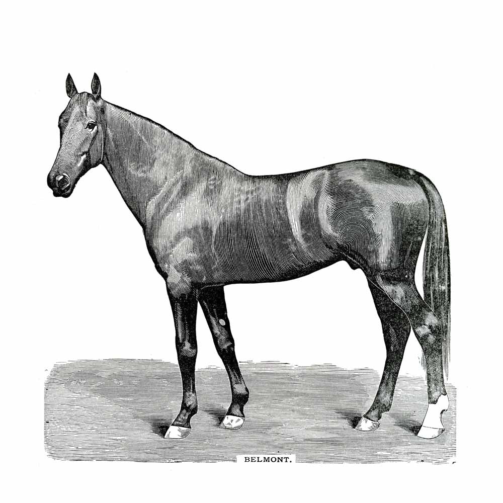 'Belmont' Vintage Black & White Horse