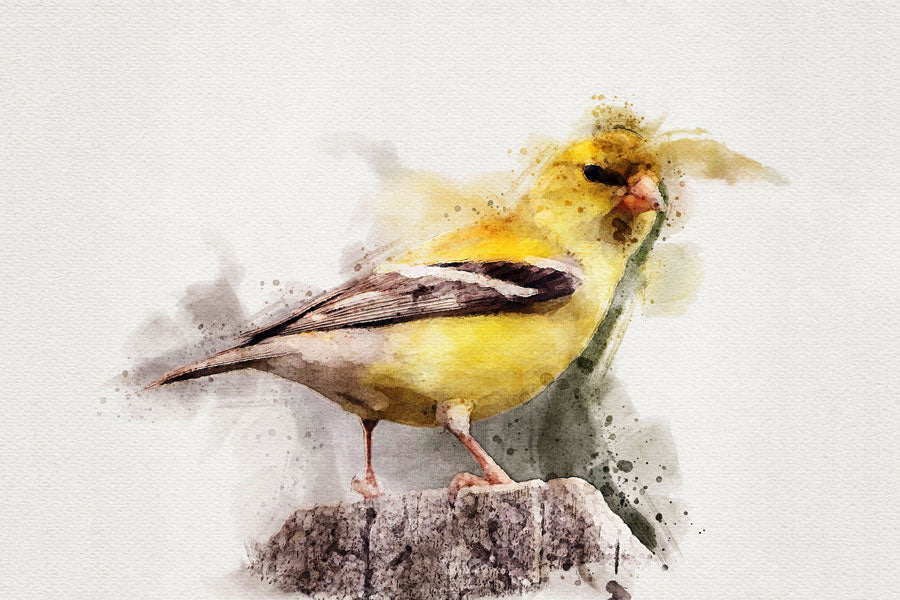 American Gold Finch Bird