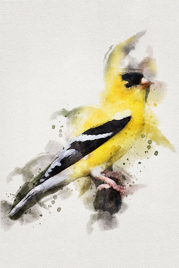 American Gold-Finch Bird