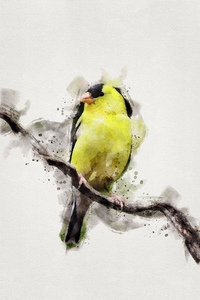 American Gold-Finch Bird