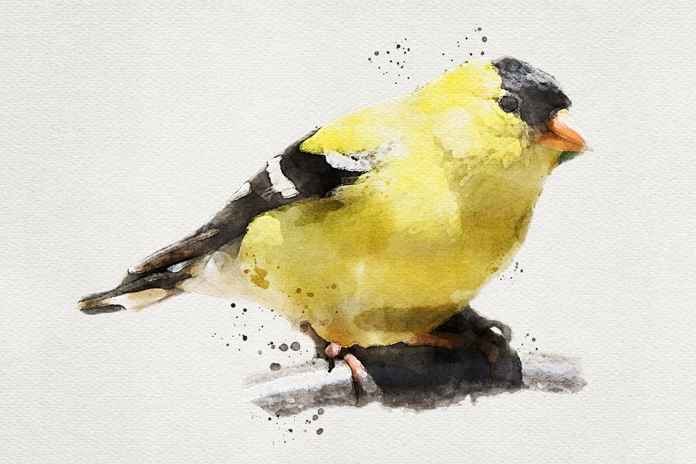 American Gold-Finch Bird