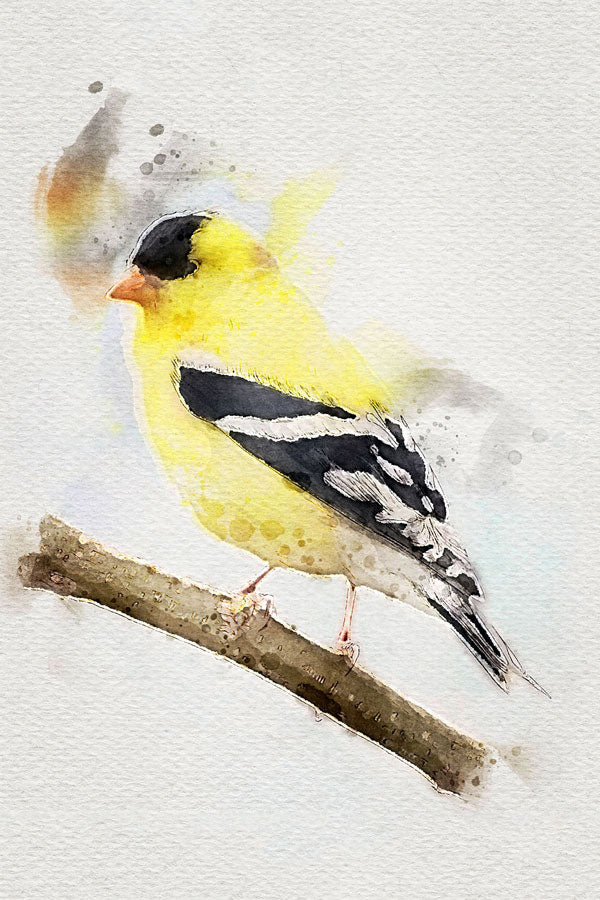 American Gold-Finch Bird