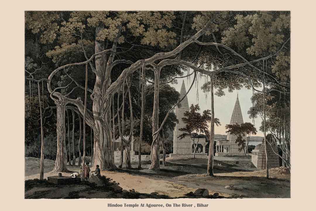 Banyan Tree With Hindu Temples At Agori