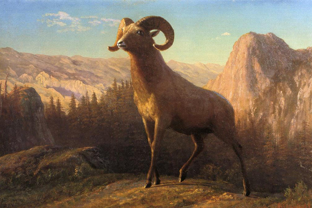 A Rocky Mountain Sheep Ovis Montana