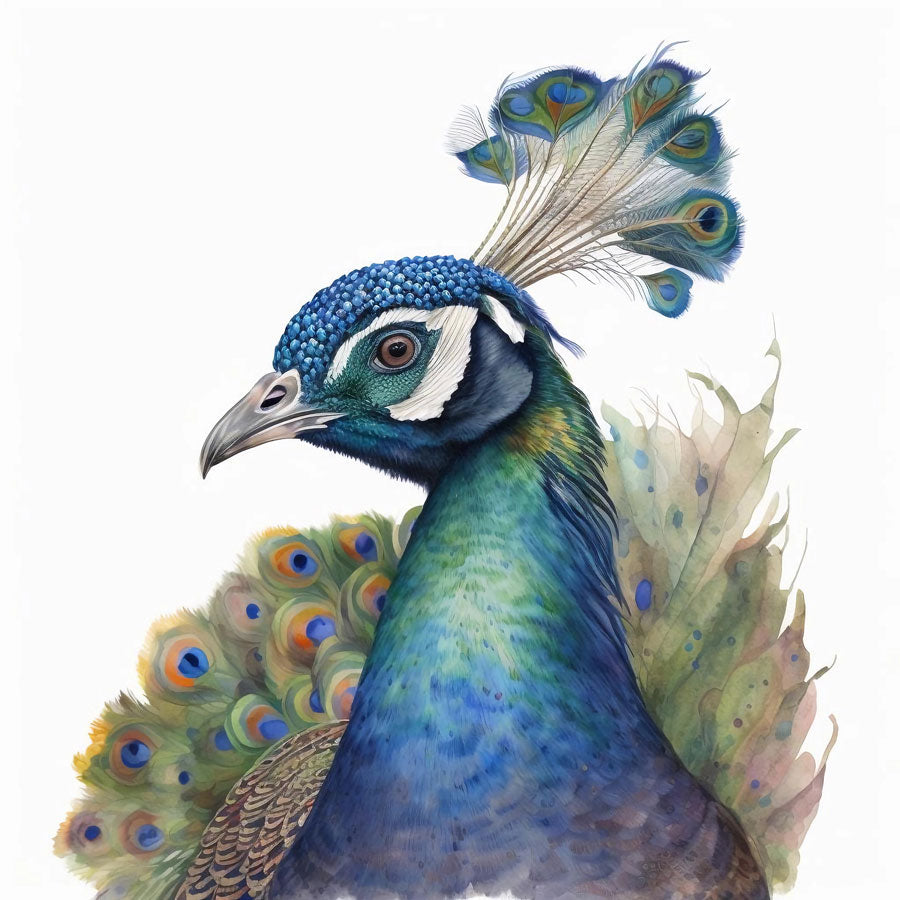 Peacock Bird