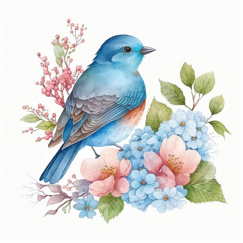 Sialia Mexicana Bird