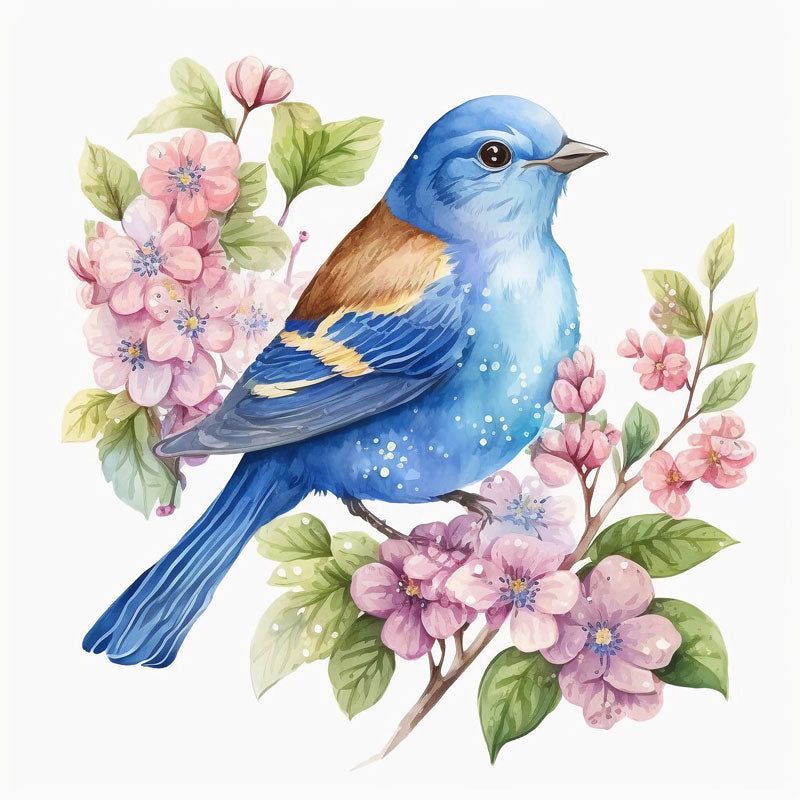 Sialia Mexicana Bird