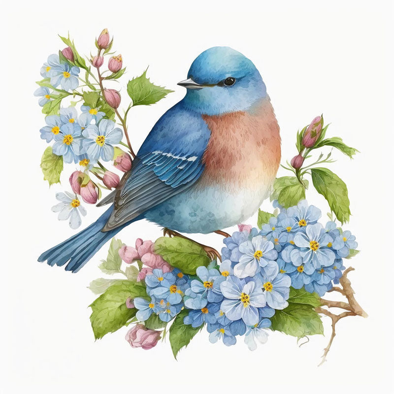 Sialia Mexicana Bird