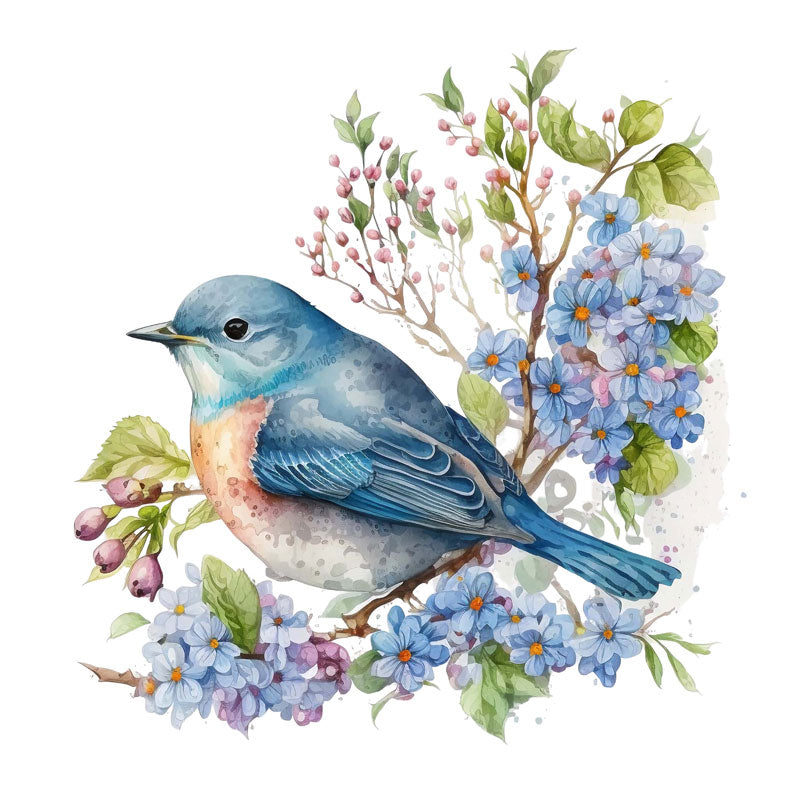 Sialia Mexicana Bird