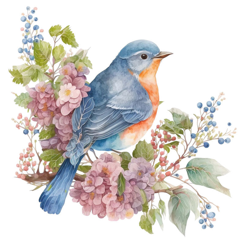 Sialia Mexicana Bird