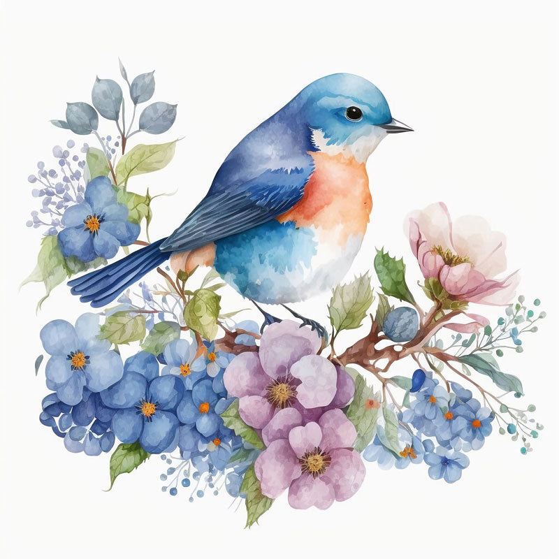 Sialia Mexicana Bird