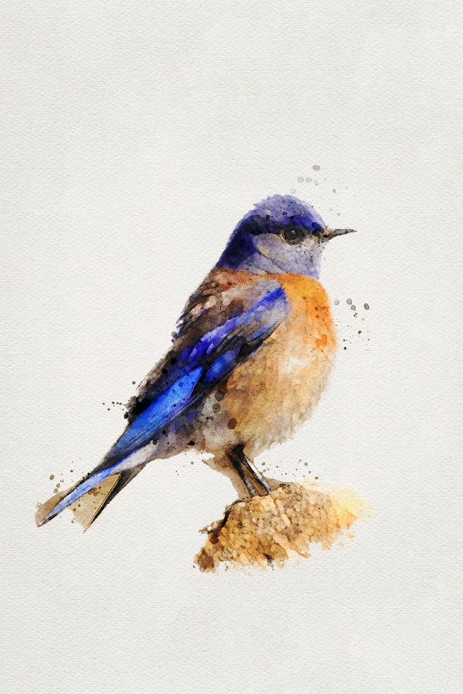 Bluebird Bird