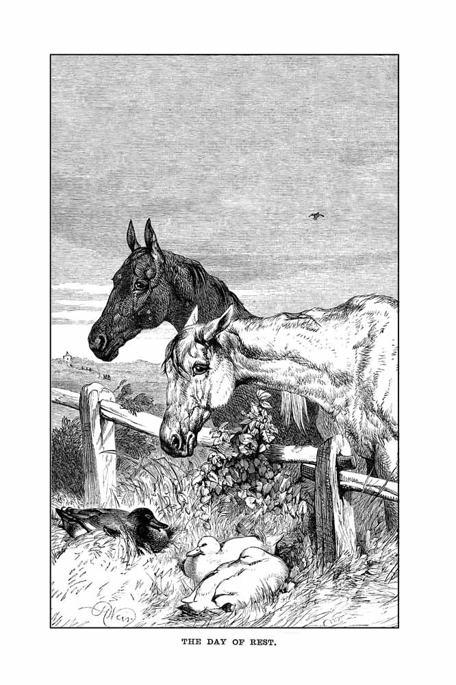 'The Day Of Rest' Vintage Black & White Horse