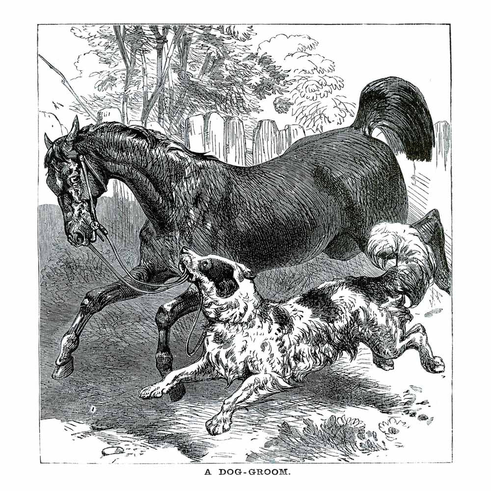 'A Dog Groom' Vintage Black & White Horse