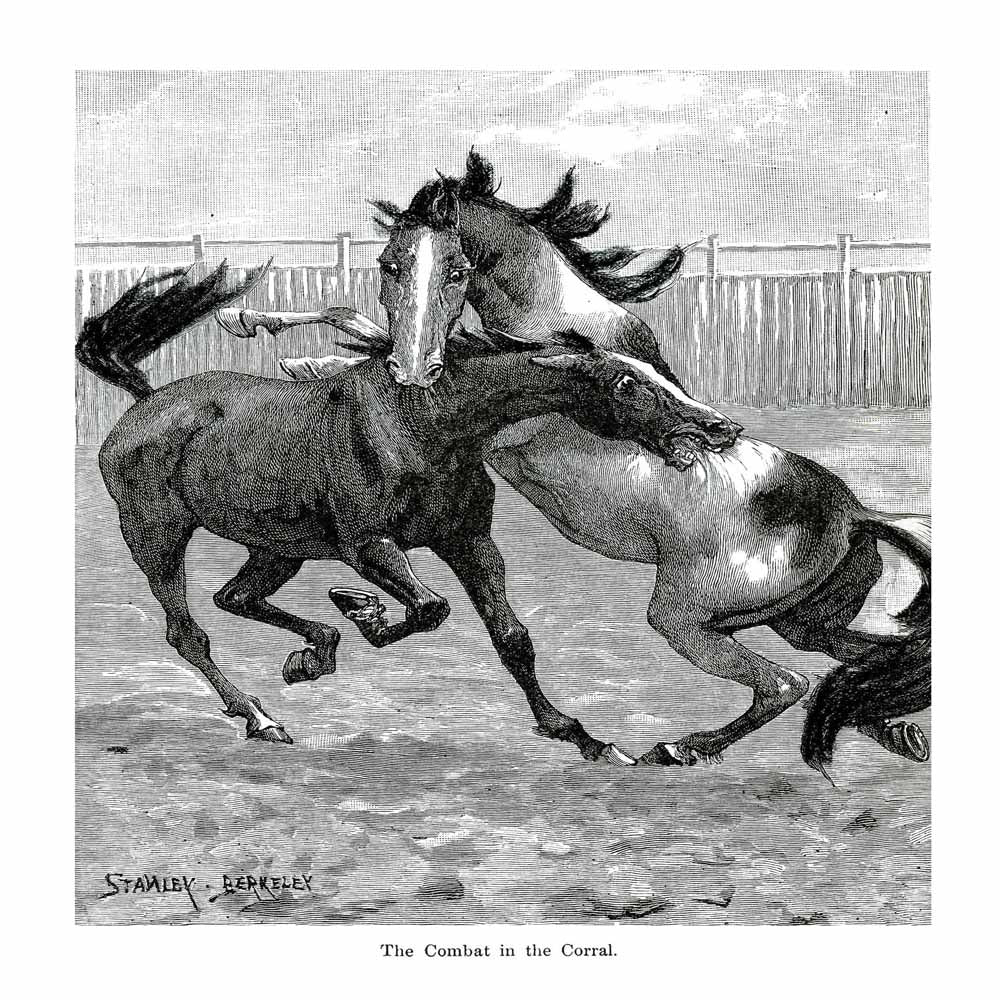 'The Combat In The Corral' Vintage Black & White Horse